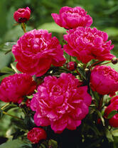 Без бренда «2KMB-4036» в Кирове