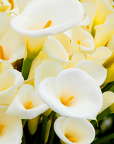 Без бренда «Белые каллы» в Кирове