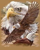 Без бренда «Коробка 20 шт: Орёл крупным планом» в Кирове