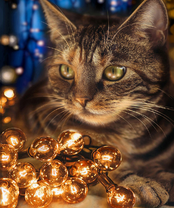 Без бренда «BOX40-2KXSB-0678» в Кирове