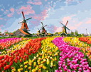 Поле разных тюльпанов и мельница