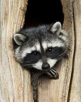 Без бренда «Енот в дупле» в Кирове