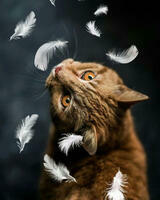 Без бренда «Кот среди перышек» в Кирове