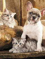 Без бренда «Милый щенок французского бульдога и два котёнка» в Кирове в интернет-магазине  Без бренда «Милый щенок французского бульдога и два котёнка» в Кирове