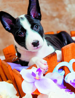 Без бренда «Милый черно-белый щенок и орхидеи» в Кирове в интернет-магазине  Без бренда «Милый черно-белый щенок и орхидеи» в Кирове