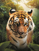 Красивый тигр в джунглях