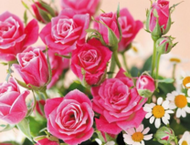 Без бренда «Букет розовых роз и ромашки» в Кирове