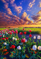 Без бренда «Поле тюльпанов под облачным небом» в Кирове